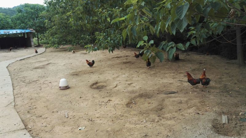 走地鸡散养土鸡3~4斤