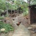 走地鸡散养土鸡3~4斤