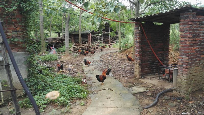 走地鸡散养土鸡3~4斤