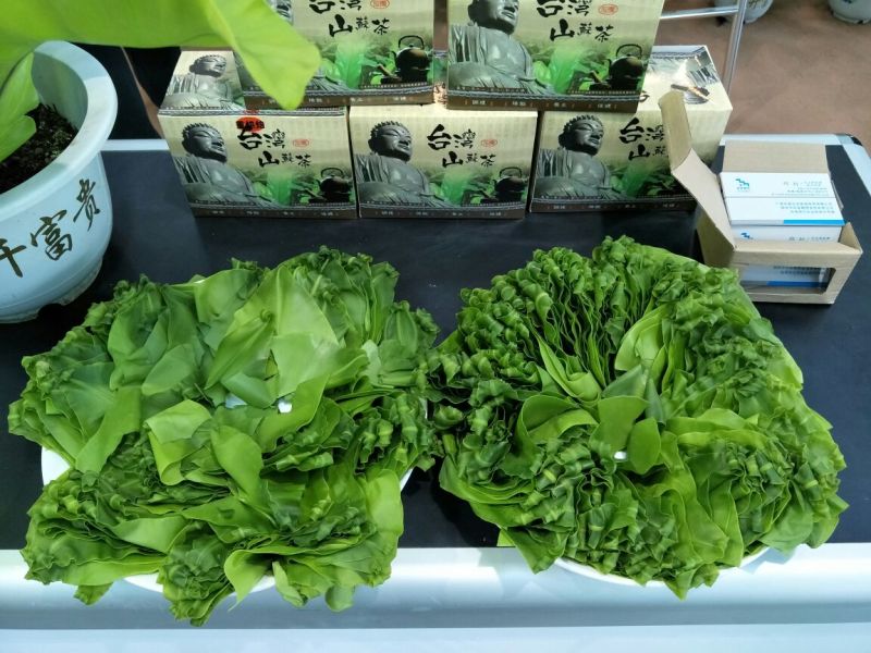 鸟巢蕨苗