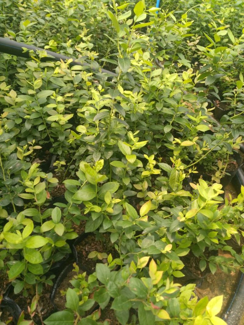 蓝莓苗30~50cm2年以上