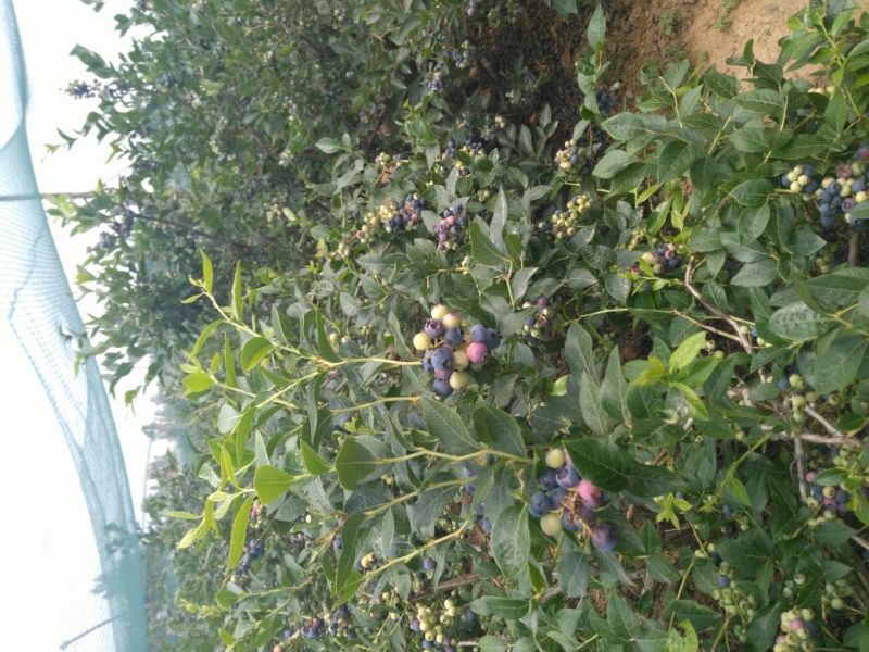 蓝莓苗50~80cm2年以上