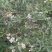 蓝莓苗50~80cm2年以上