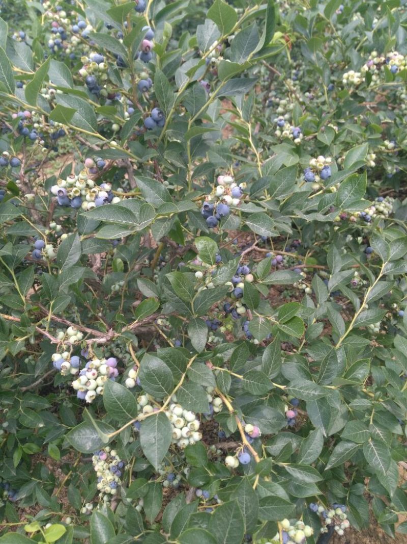 蓝莓苗50~80cm2年以上