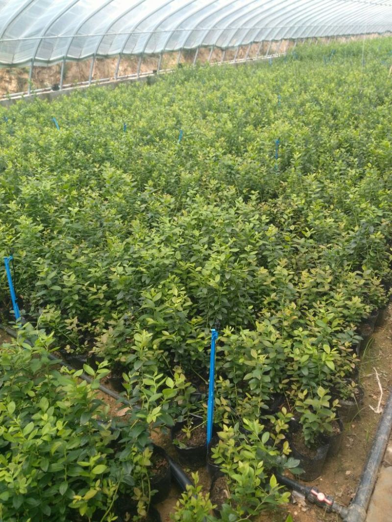 蓝莓苗50~80cm2年以上
