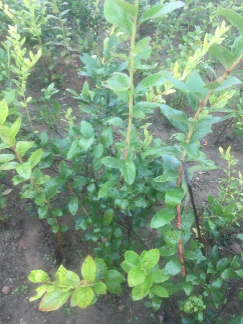蓝莓苗50~80cm2年以上