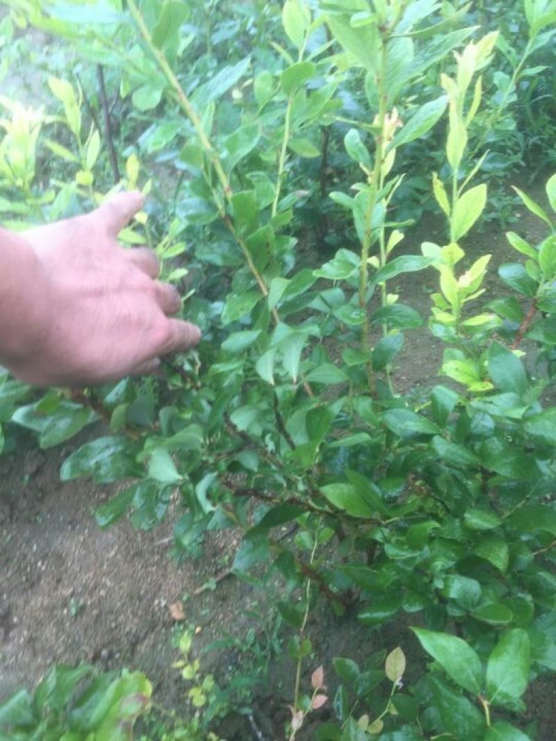 蓝莓苗50~80cm2年以上