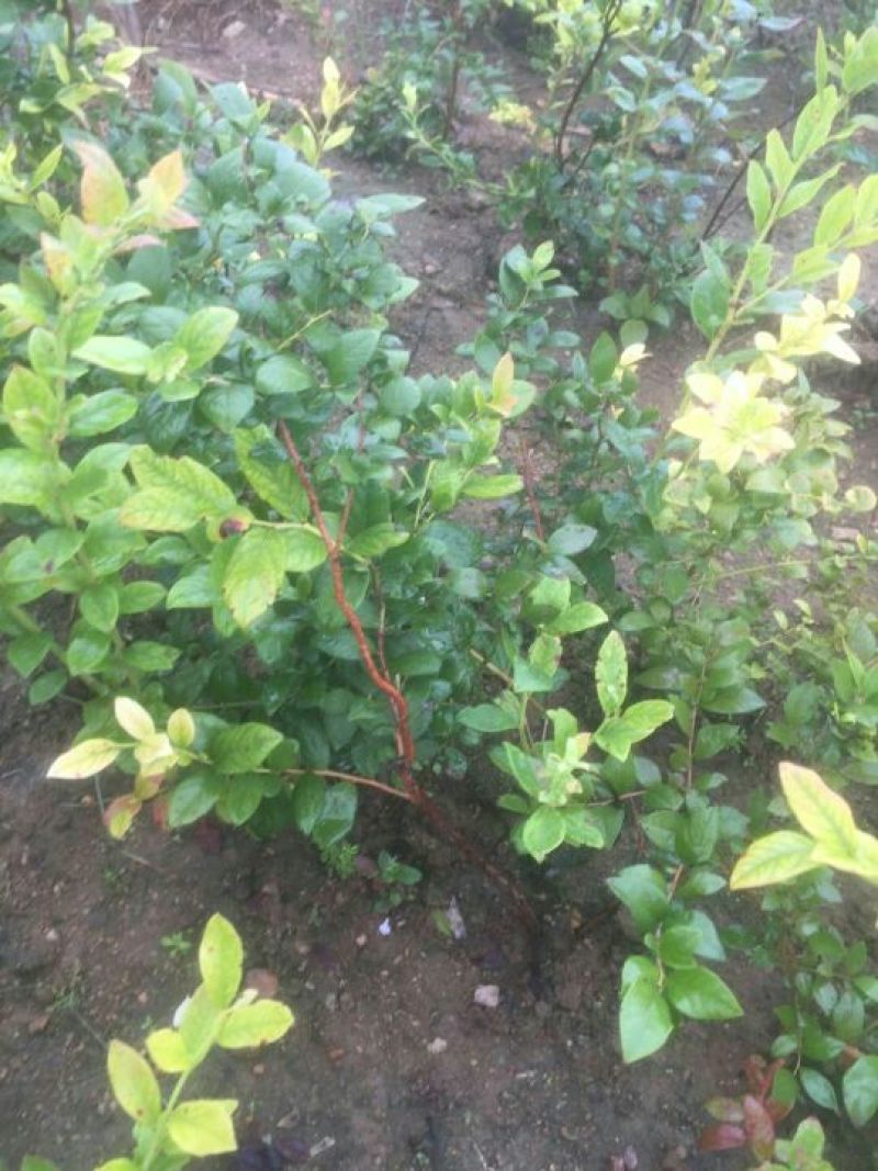 蓝莓苗50~80cm2年以上