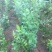 蓝莓苗50~80cm2年以上