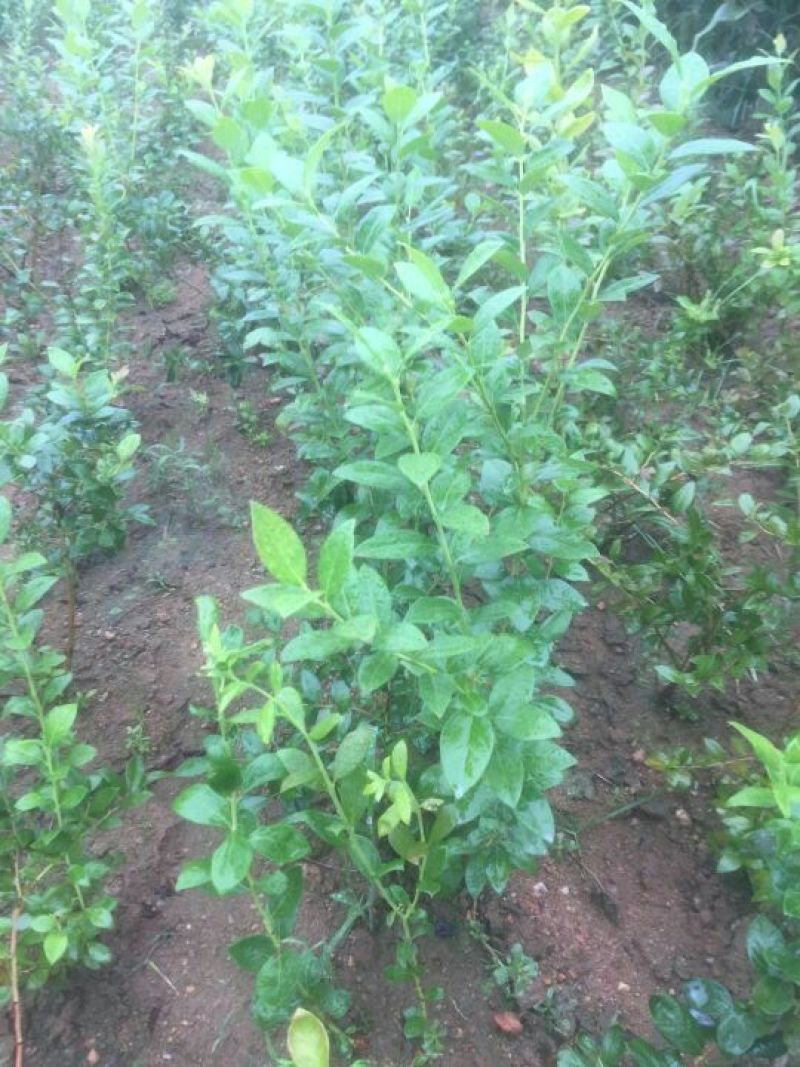 蓝莓苗50~80cm2年以上