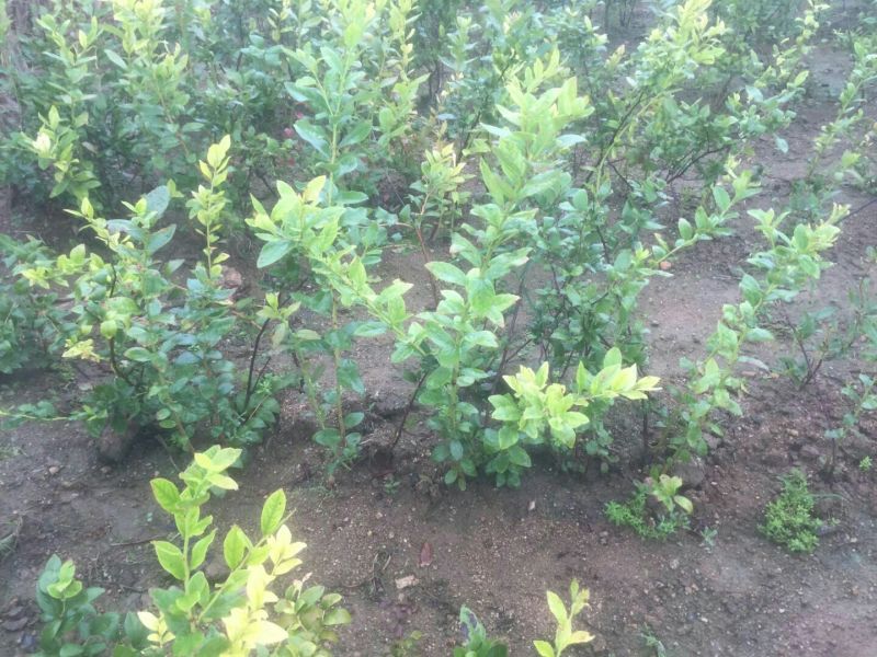 蓝莓苗50~80cm2年以上
