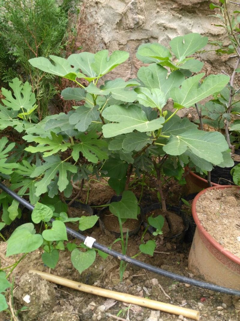 无花果苗80cm以上