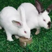 伊拉兔种兔1kg以下