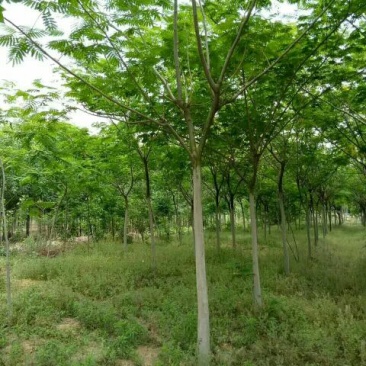 红叶小波