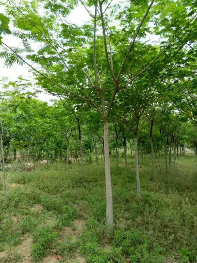红叶小波