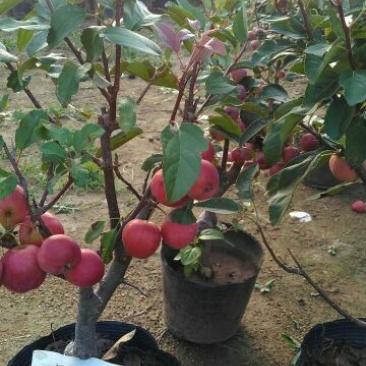 大量岀售5至10公个粗的贵人果海棠，冬红果海棠，北美糸列