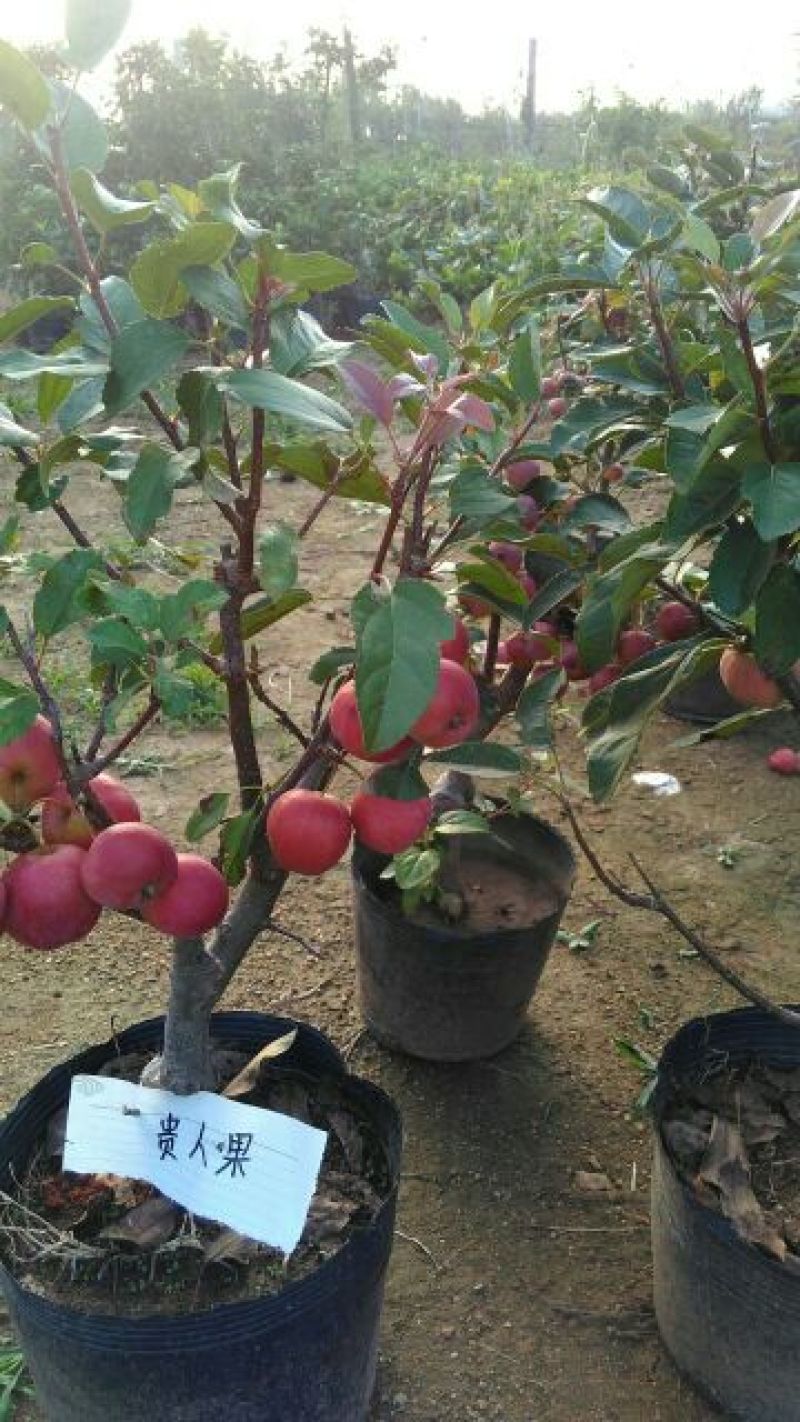 大量岀售5至10公个粗的贵人果海棠，冬红果海棠，北美糸列