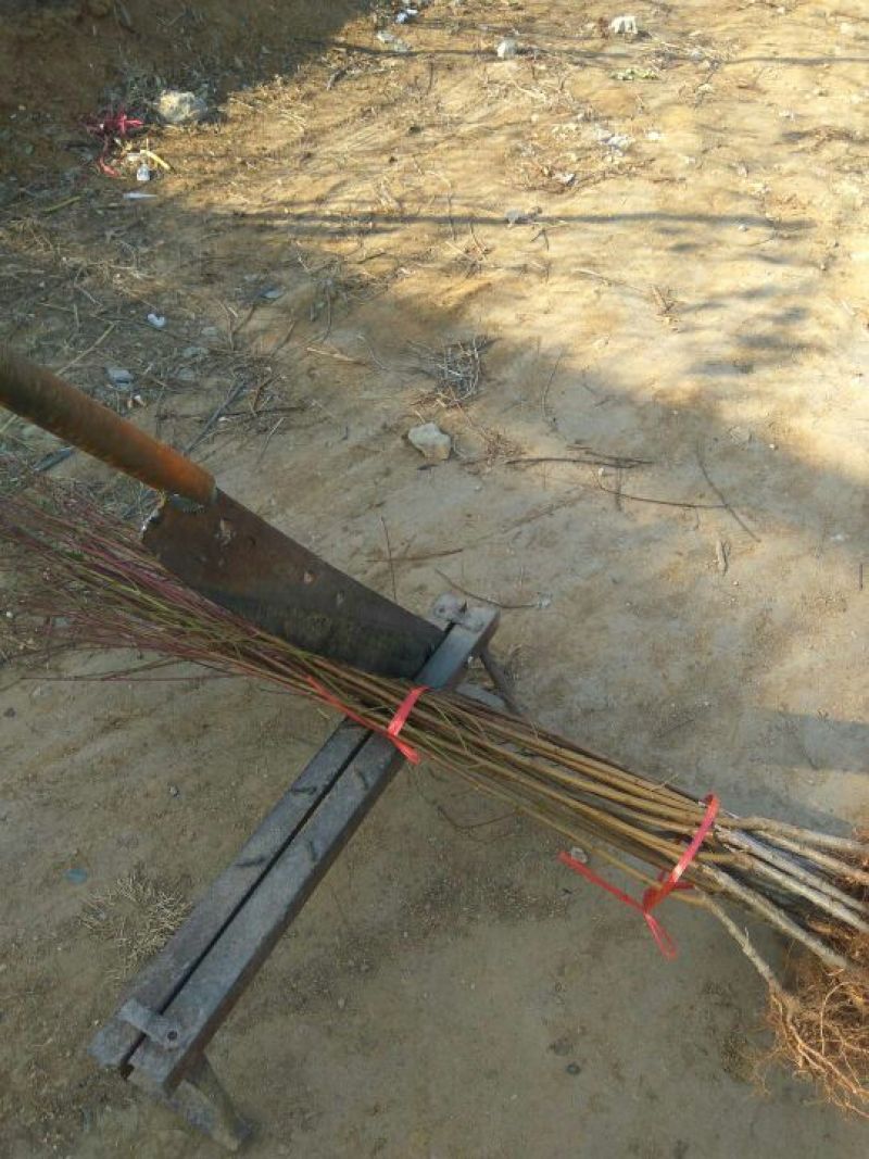 中油蟠7号桃树苗中油潘7-7号桃树苗中油蟠9号桃树