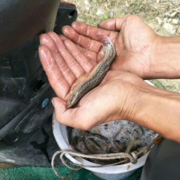 台湾泥鳅食用人工养殖10~15cm