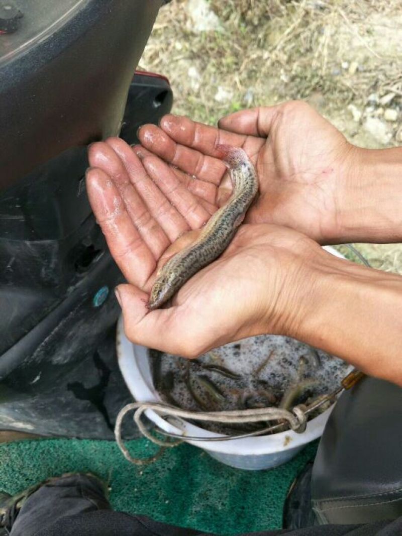 台湾泥鳅食用人工养殖10~15cm