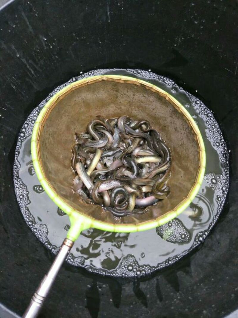 台湾泥鳅食用人工养殖10~15cm