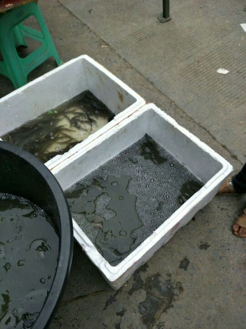 台湾泥鳅食用人工养殖10~15cm