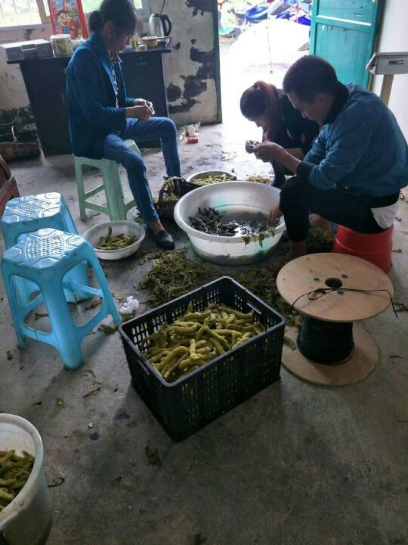 狗爪豆
