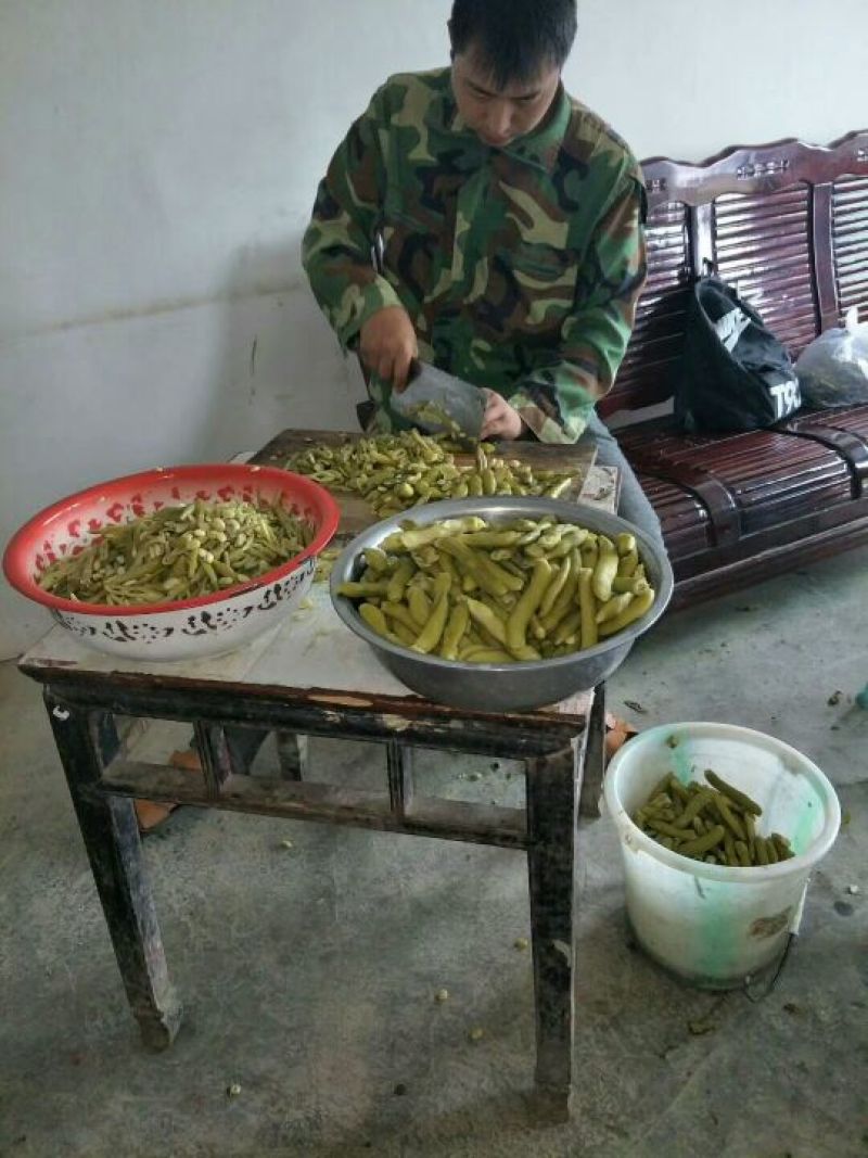 狗爪豆