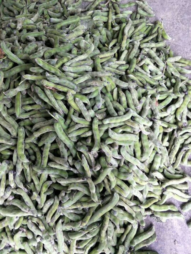 狗爪豆