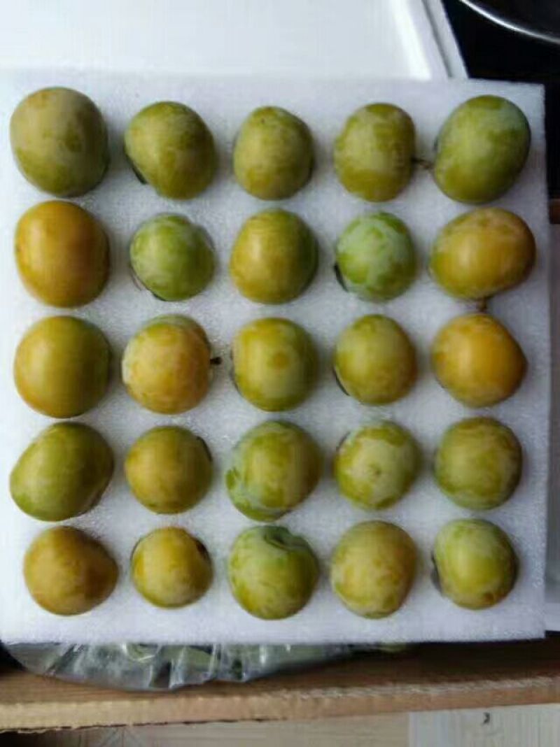 蜂糖李子苗100~150cm