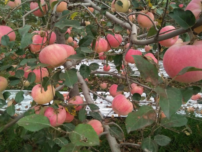 红富士苹果80mm以上纸袋