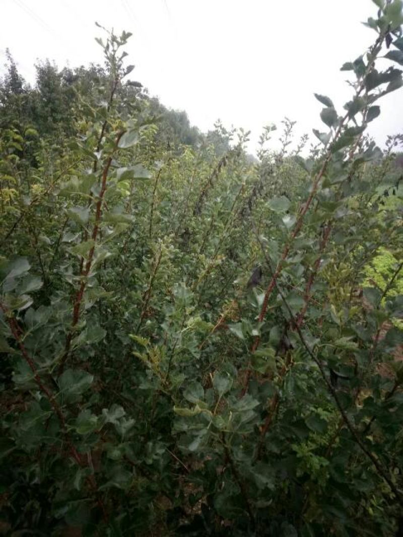 山楂苗品种齐全保证纯正，规格齐全，欢迎联系