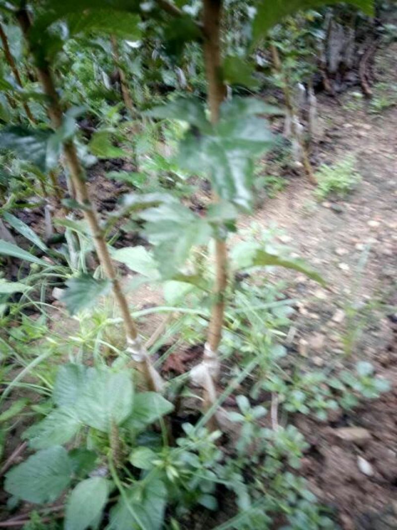 山楂苗品种齐全保证纯正，规格齐全，欢迎联系