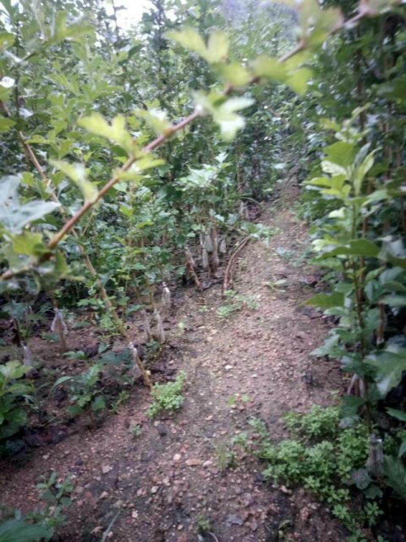 山楂苗品种齐全保证纯正，规格齐全，欢迎联系