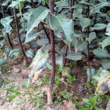 皇冠梨树苗1cm以下50~80cm