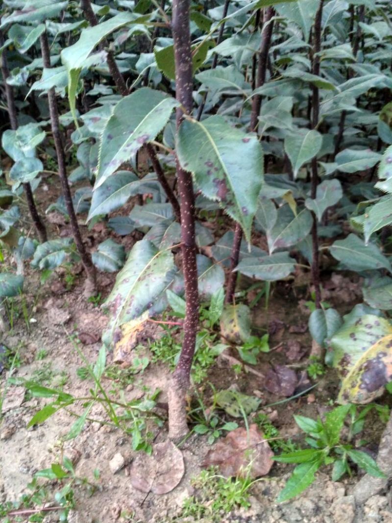 皇冠梨树苗1cm以下50~80cm