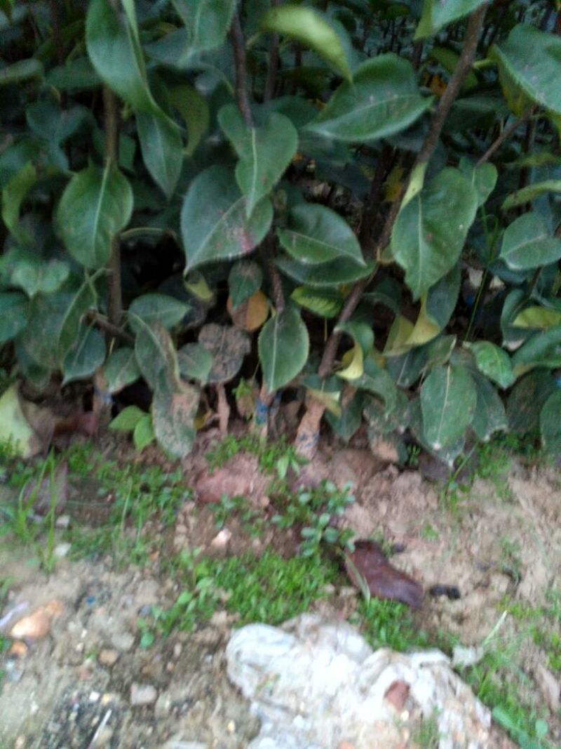 皇冠梨树苗1cm以下50~80cm