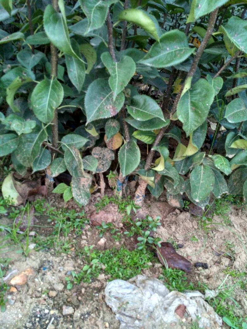 皇冠梨树苗1cm以下50~80cm