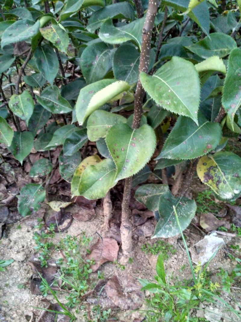 皇冠梨树苗1cm以下50~80cm