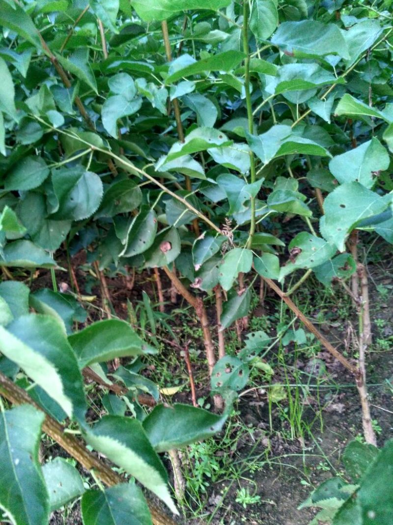皇冠梨树苗1cm以下50~80cm
