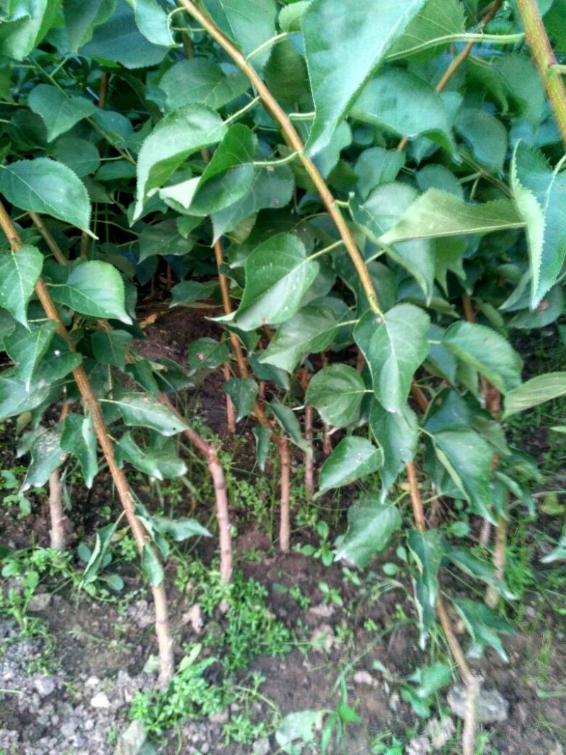 皇冠梨树苗1cm以下50~80cm