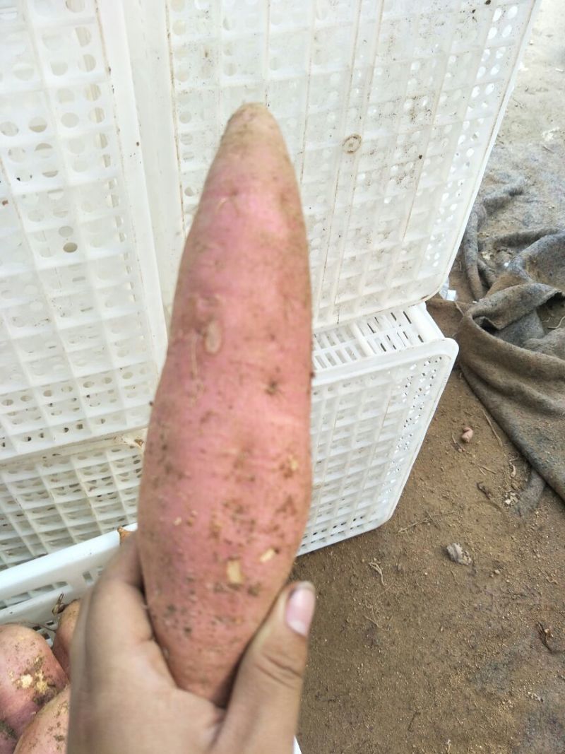 红香蕉红薯3两以上商品薯红心