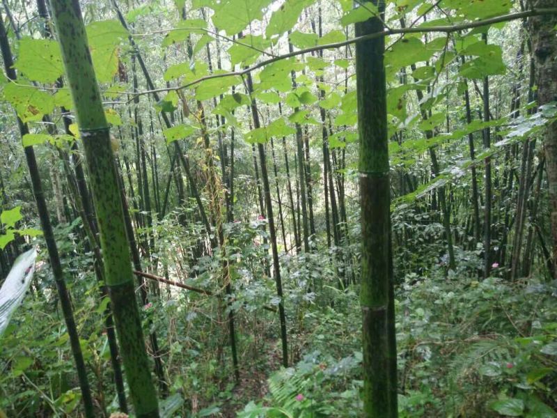 斑竹2~3m