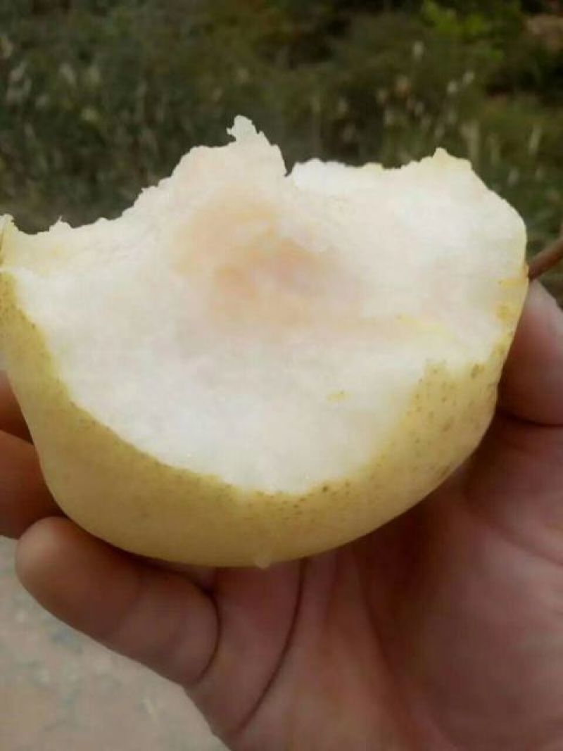 酥梨纸袋量大从优质量保证诚信经营欢迎咨询