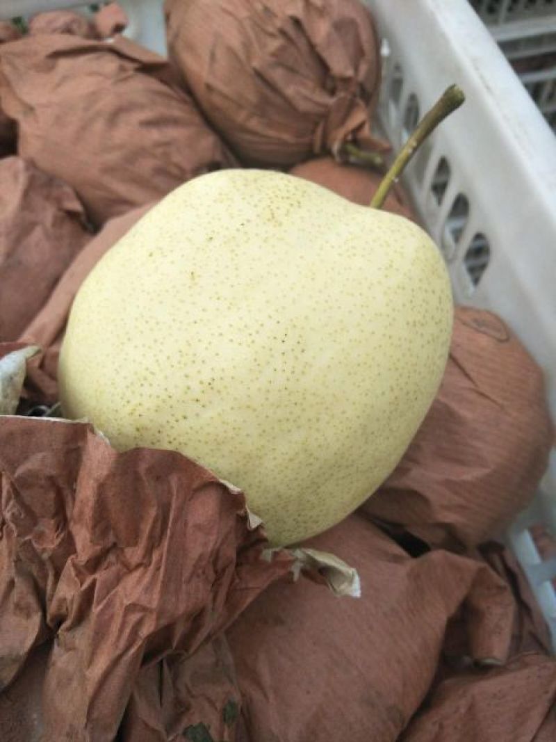 酥梨纸袋量大从优质量保证诚信经营欢迎咨询