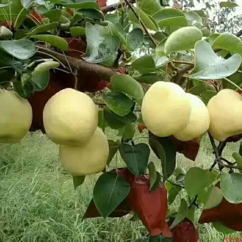 酥梨纸袋量大从优质量保证诚信经营欢迎咨询