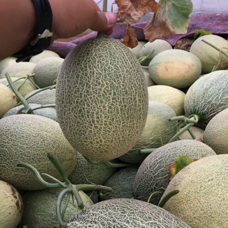 西州蜜瓜3斤以上椭圆形