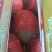 西州蜜瓜3斤以上椭圆形