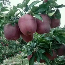 花牛70mm以上光果