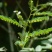 珍珠草